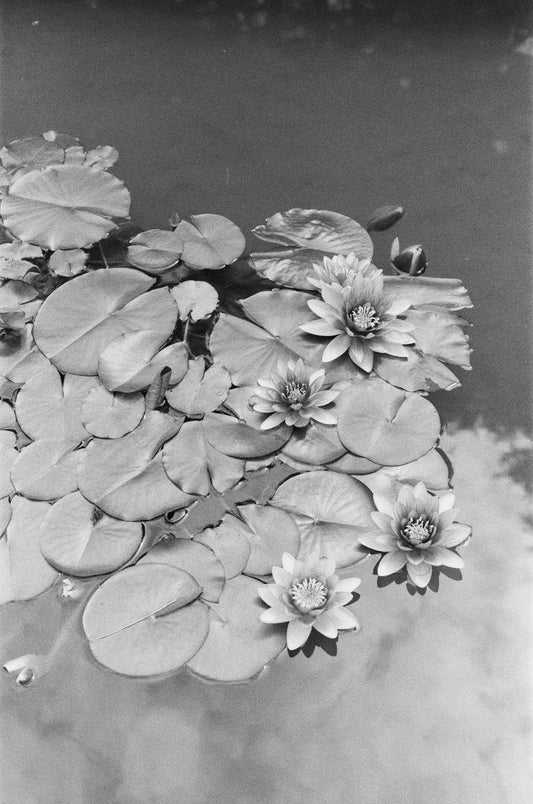 Lily analog print