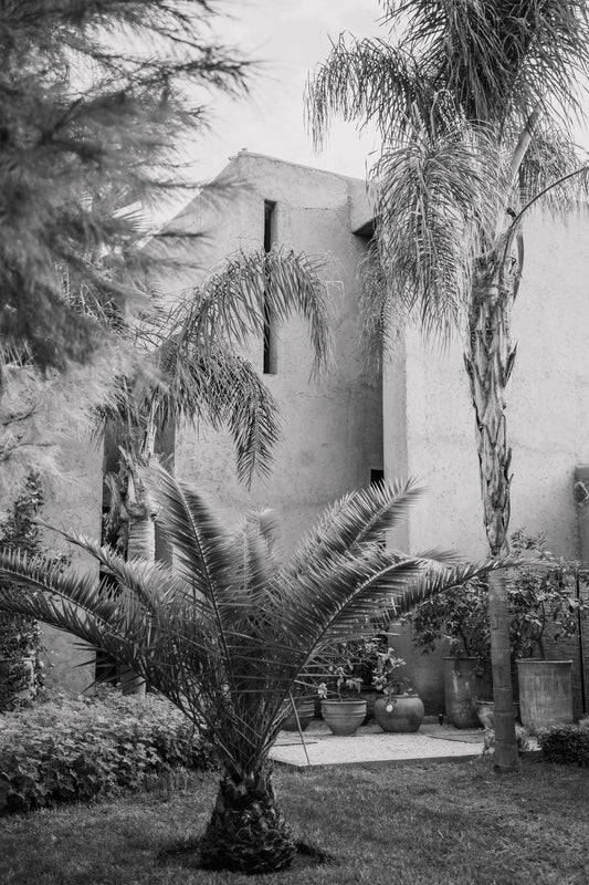 Palm tree Morocco print